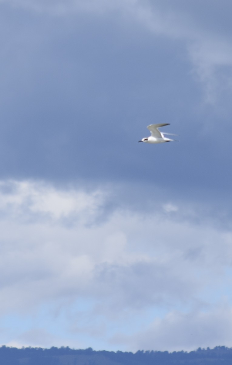 prærieterne - ML609121163