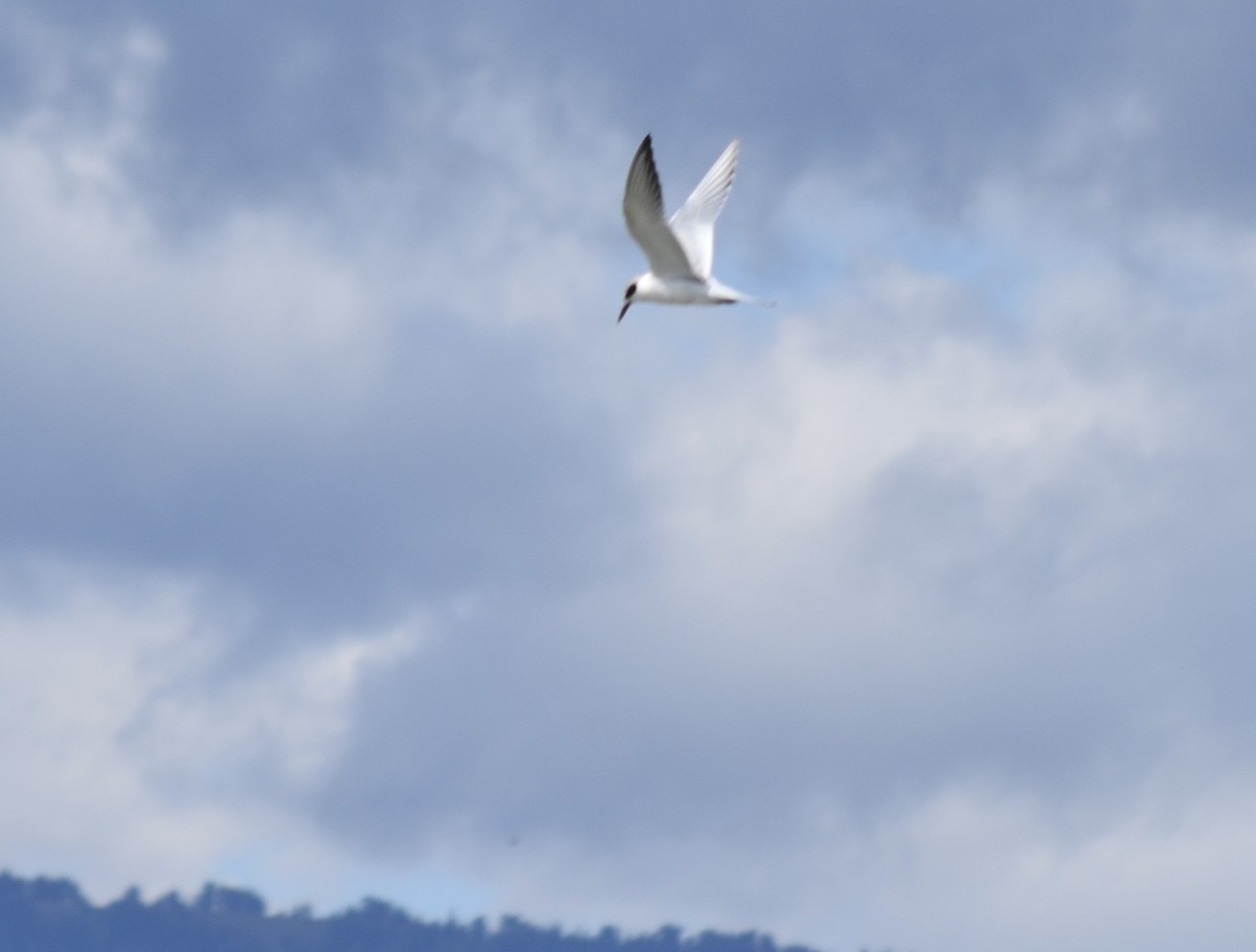 Forster's Tern - ML609121173