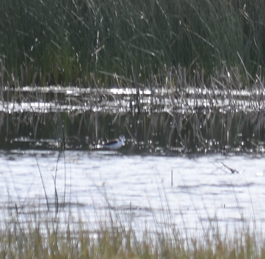 Black-necked Stilt - ML609121176