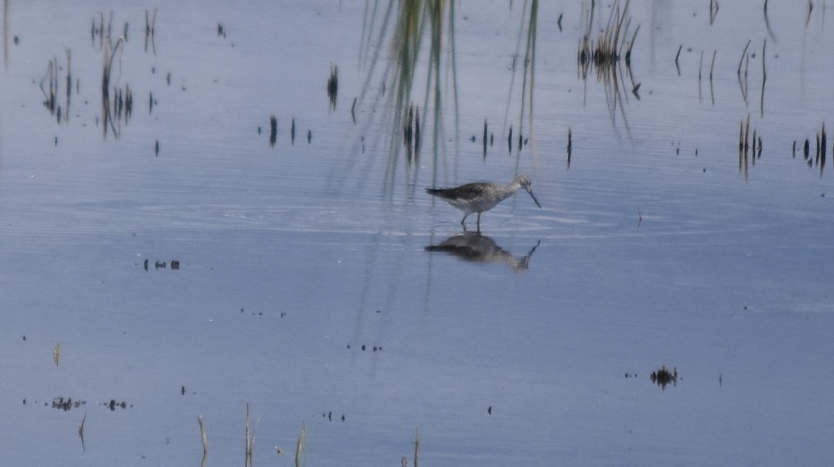 Willet (Western) - ML609121191