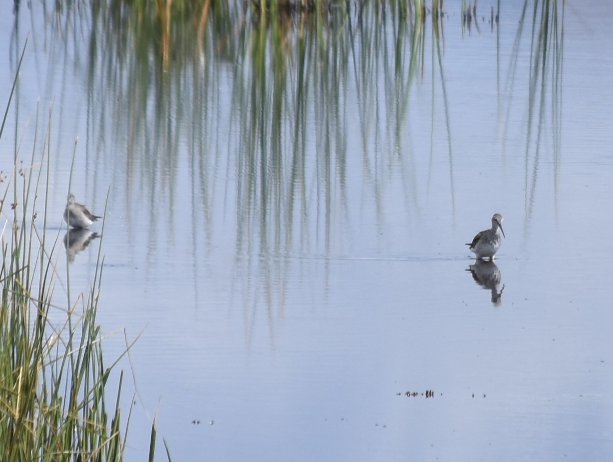 Greater Yellowlegs - ML609121193