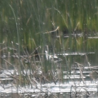 American Avocet - ML609121205