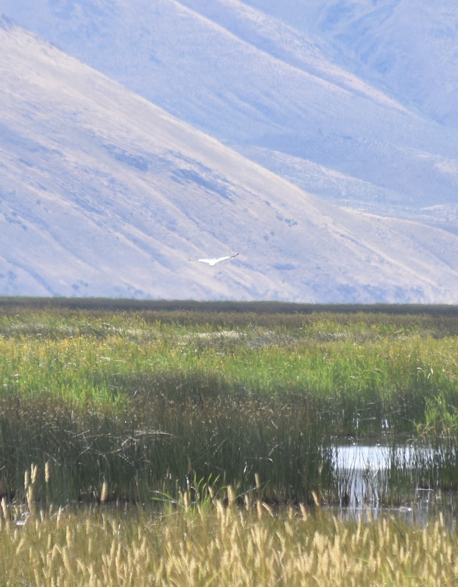 American White Pelican - ML609121209