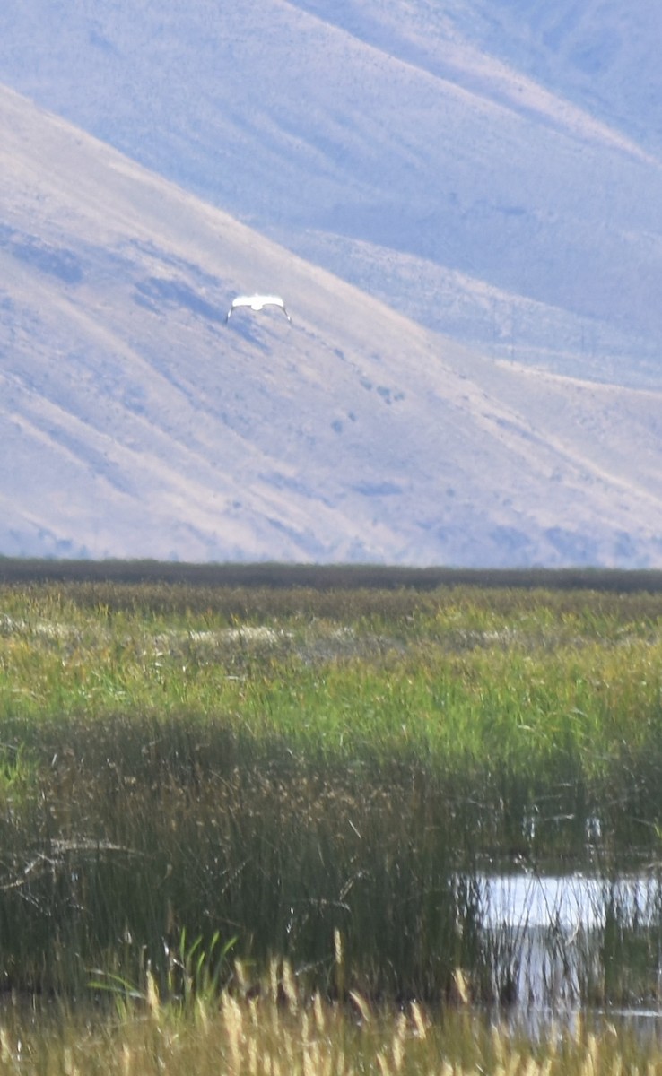 American White Pelican - ML609121214