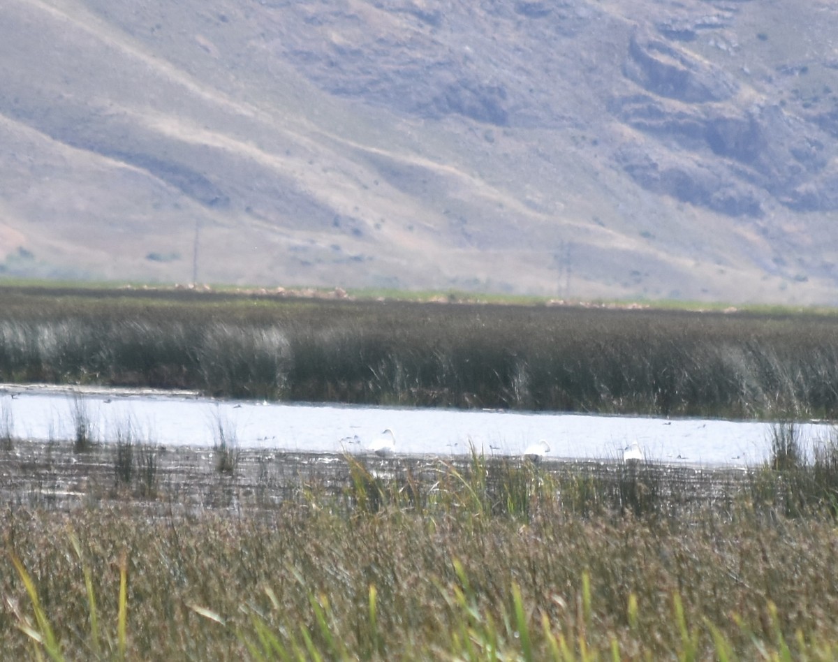 Trumpeter Swan - ML609121237