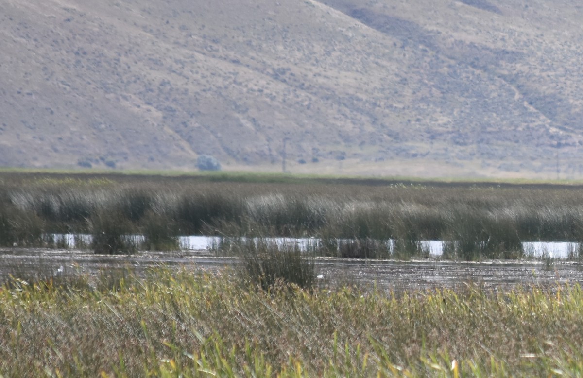 Snowy Egret - ML609121246