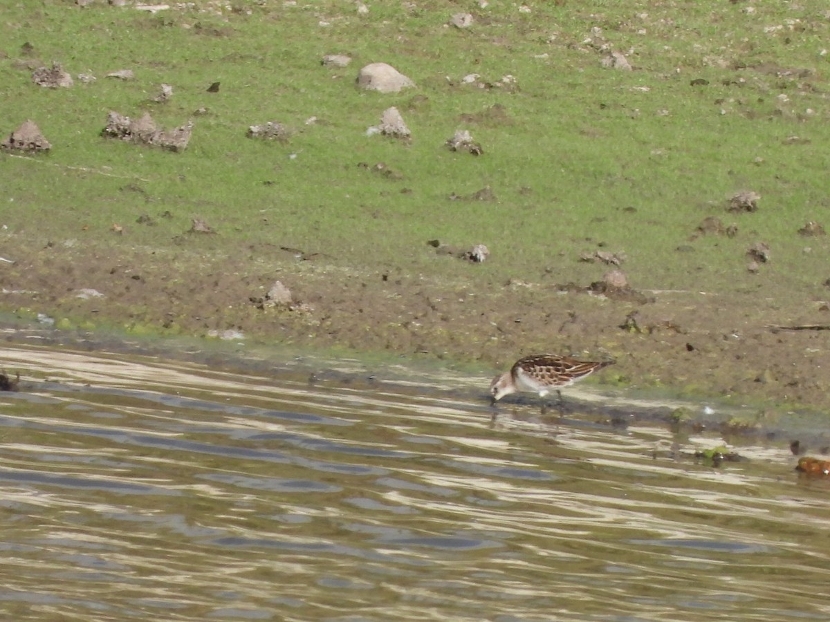 Little Stint - ML609121253