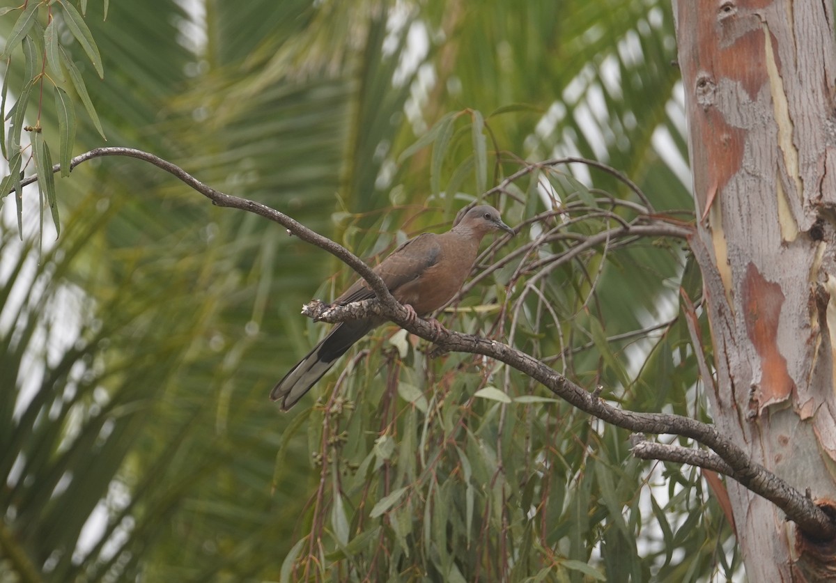 Spotted Dove - ML609121273