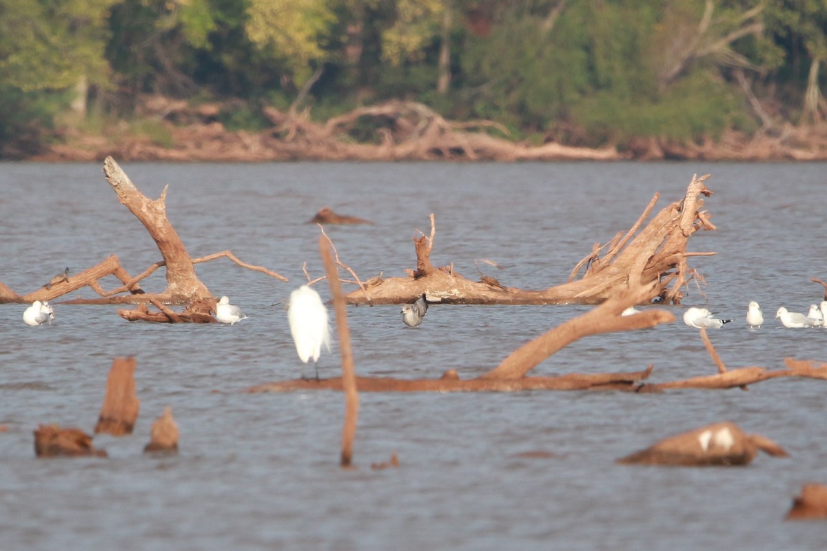 Lesser Black-backed Gull - Jesse Pline