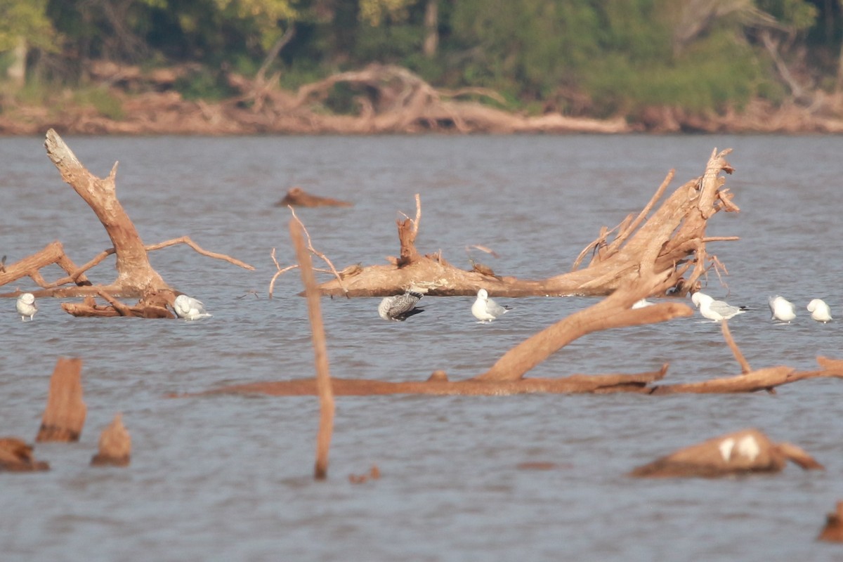 Lesser Black-backed Gull - ML609121347