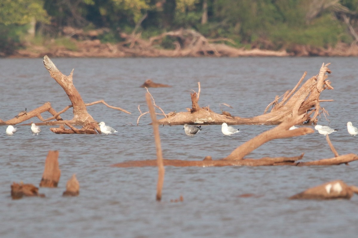 Lesser Black-backed Gull - ML609121348