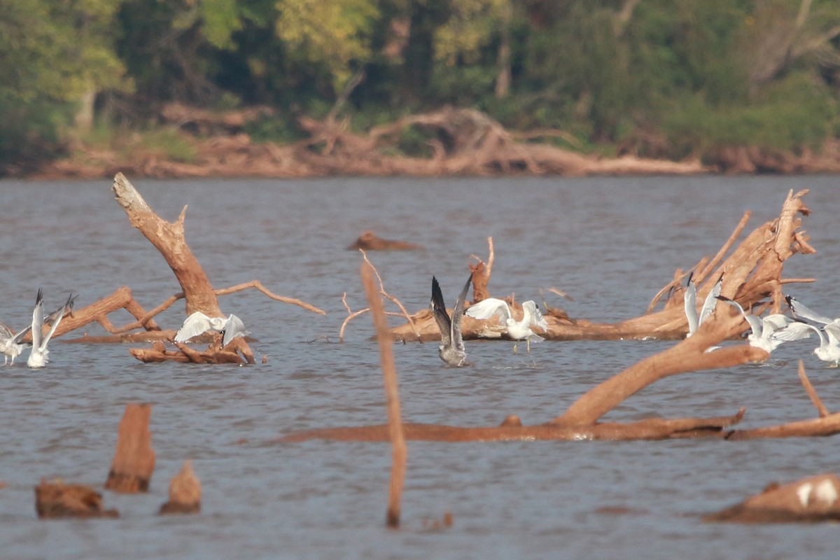 Lesser Black-backed Gull - ML609121349