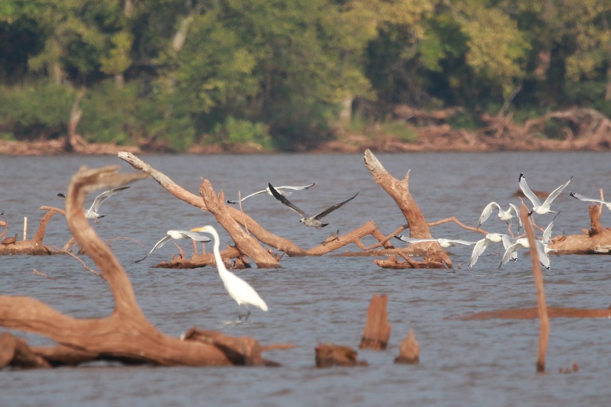 Lesser Black-backed Gull - ML609121351