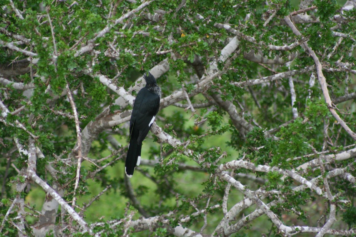 Levaillant's Cuckoo - ML60912141