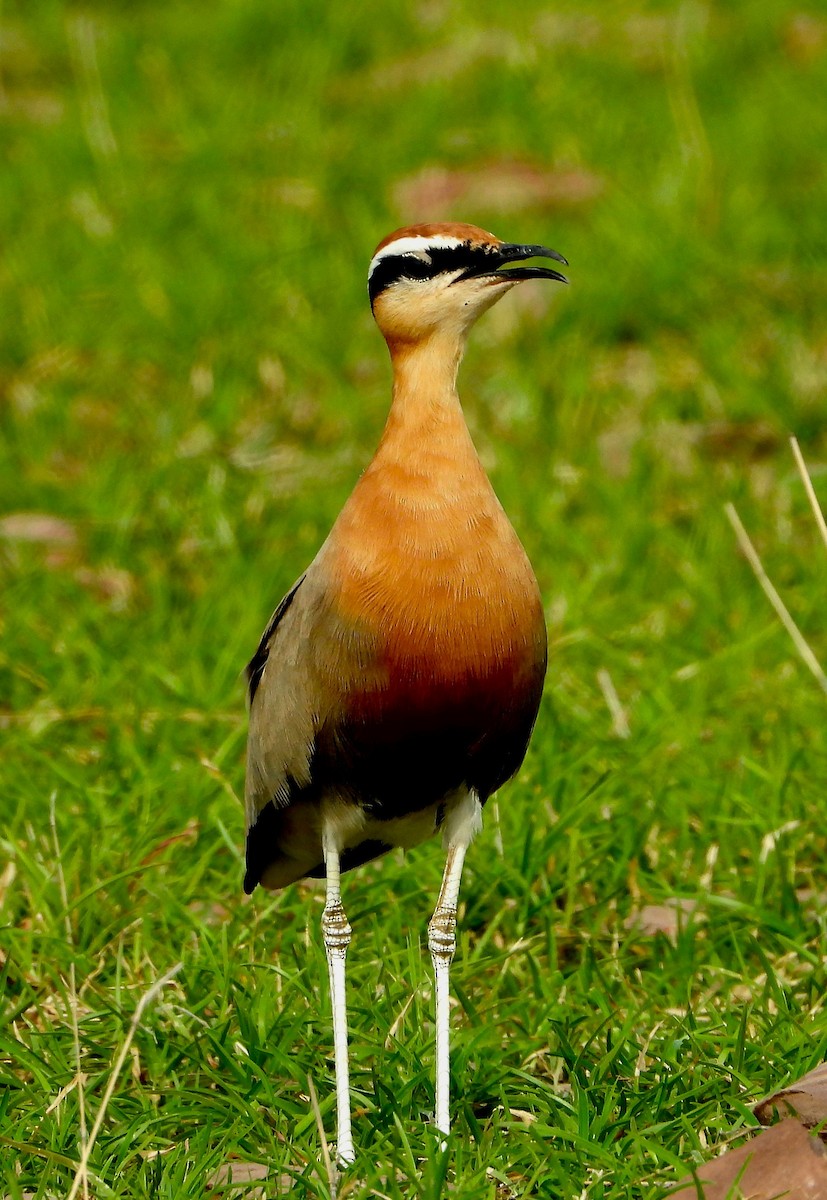 Indian Courser - ML609121485