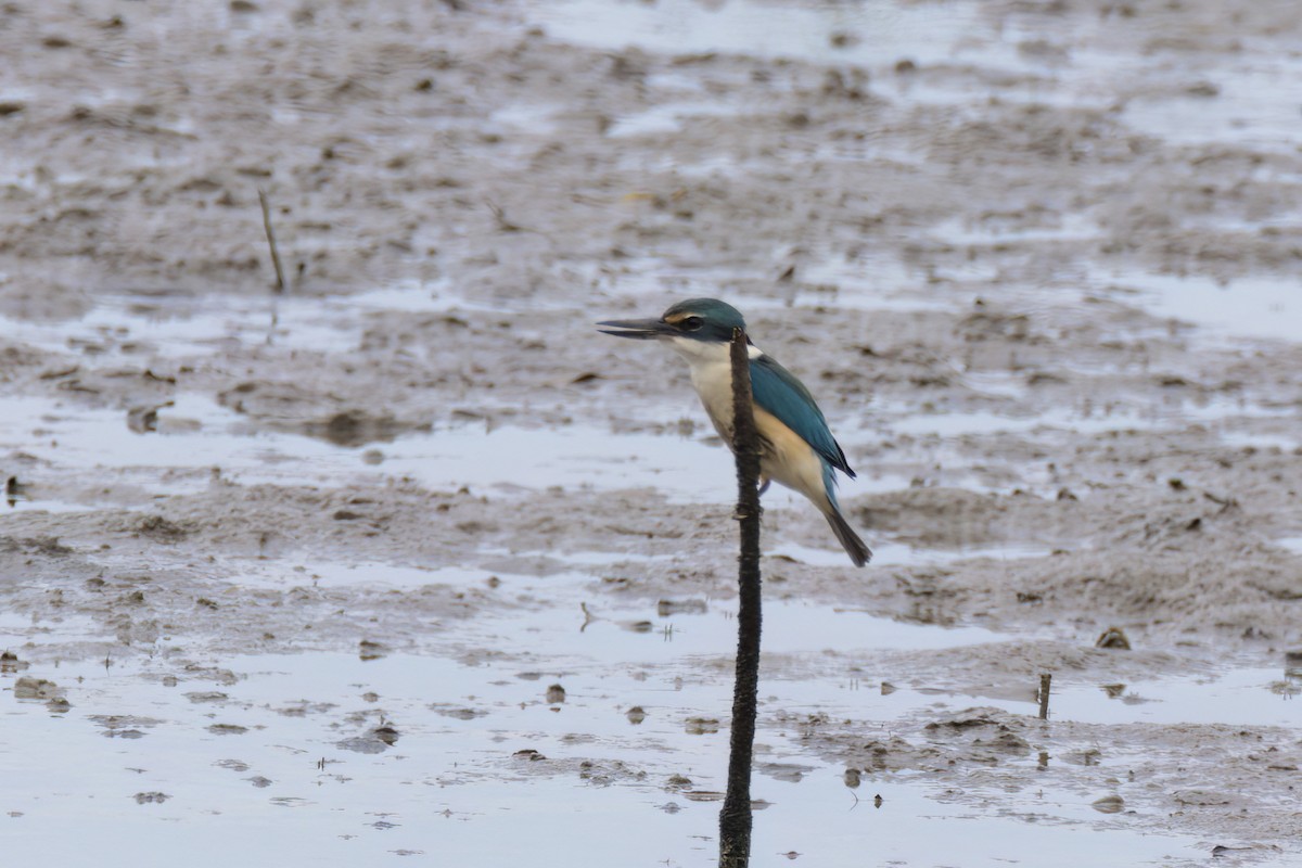 Sacred Kingfisher - Andreas Heikaus