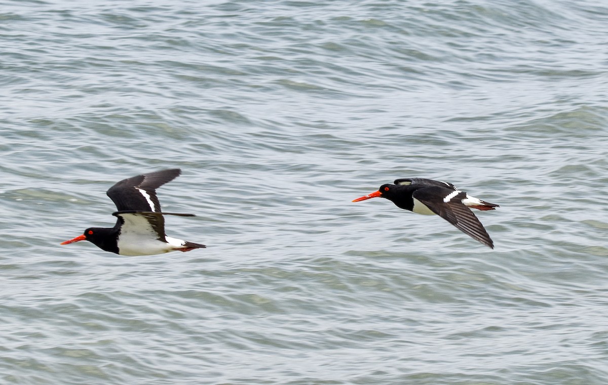 Pied Oystercatcher - Nick Rogers