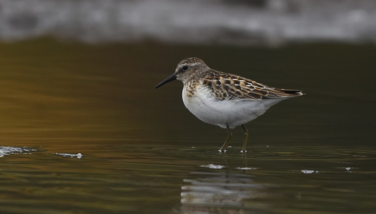 Least Sandpiper - ML609121619