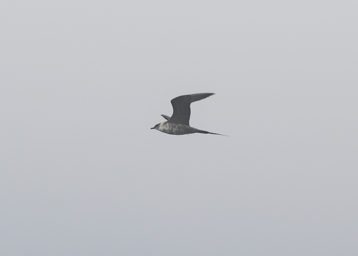 Long-tailed Jaeger - ML609121685