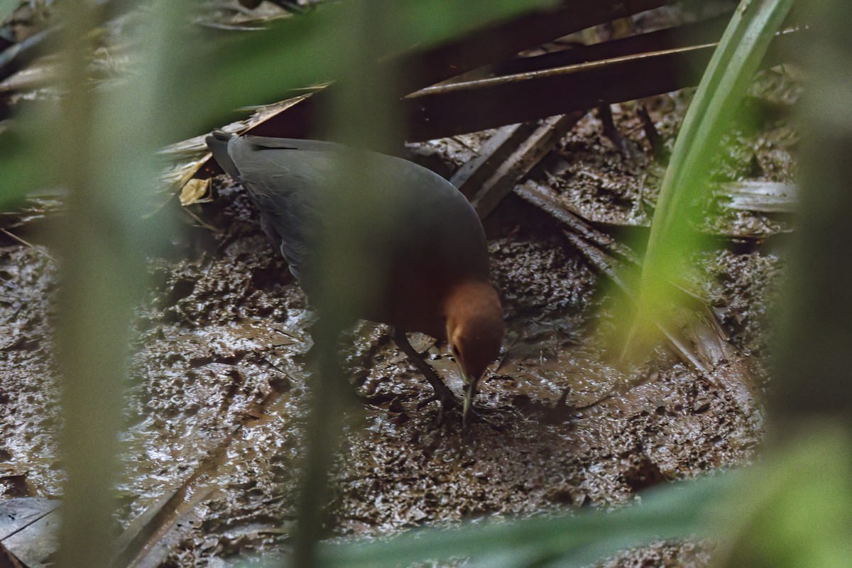 Red-necked Crake - Andreas Heikaus