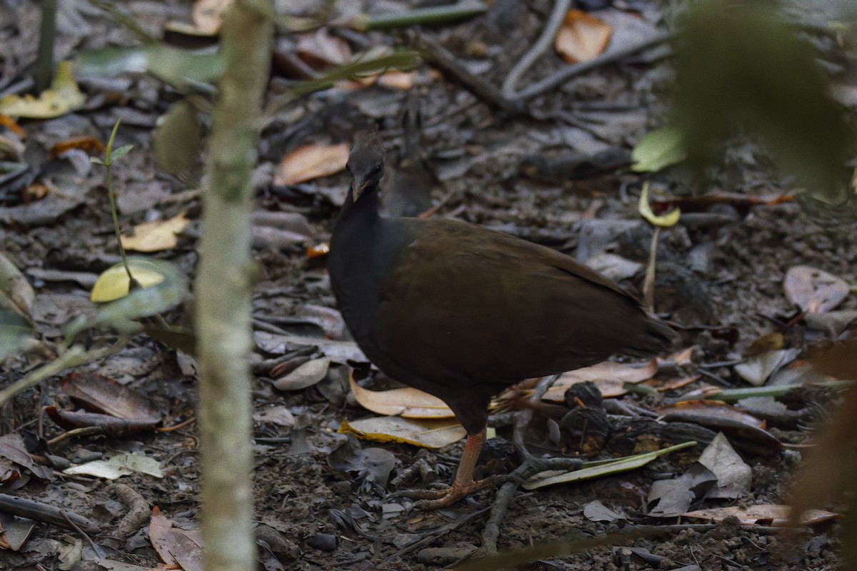 Orange-footed Megapode - ML609121699