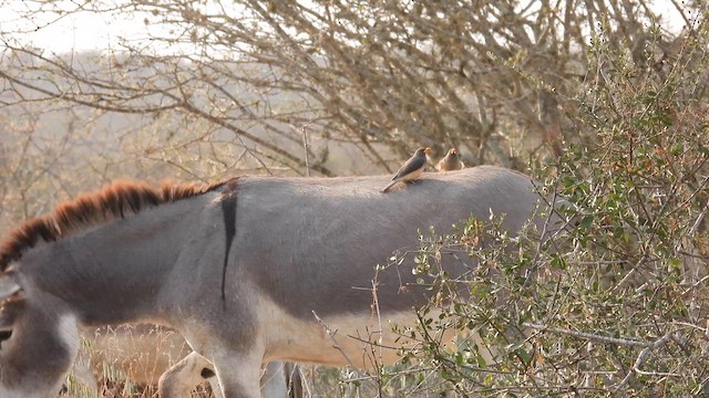 Yellow-billed Oxpecker - ML609121712