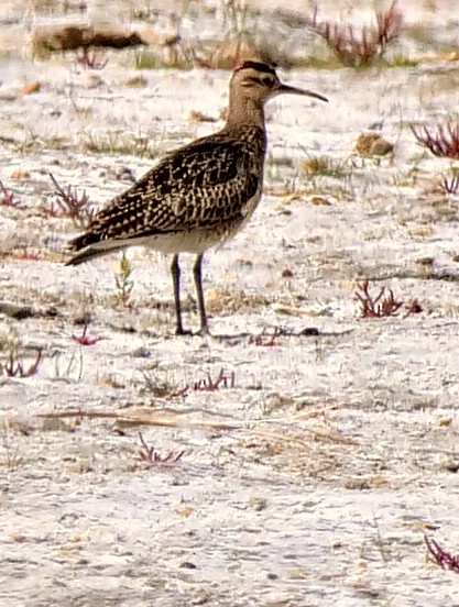 Little Curlew - Peter Edmonds