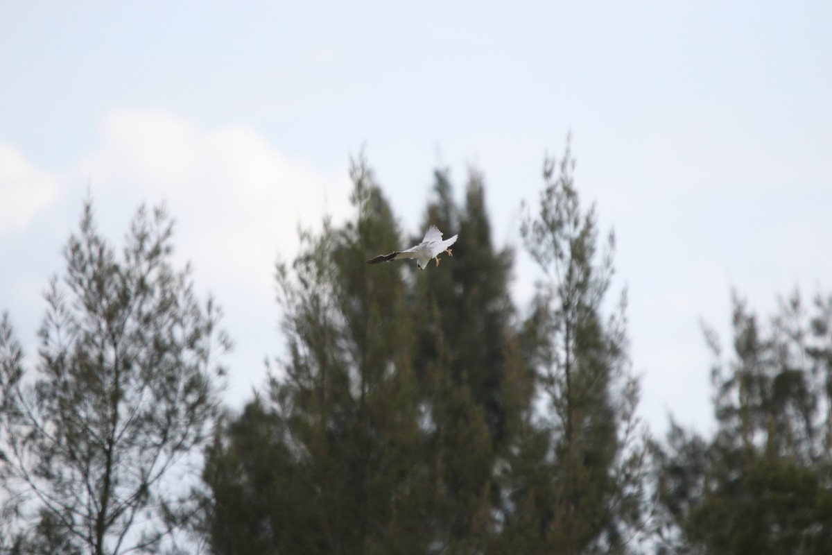 Black-shouldered Kite - ML609121759