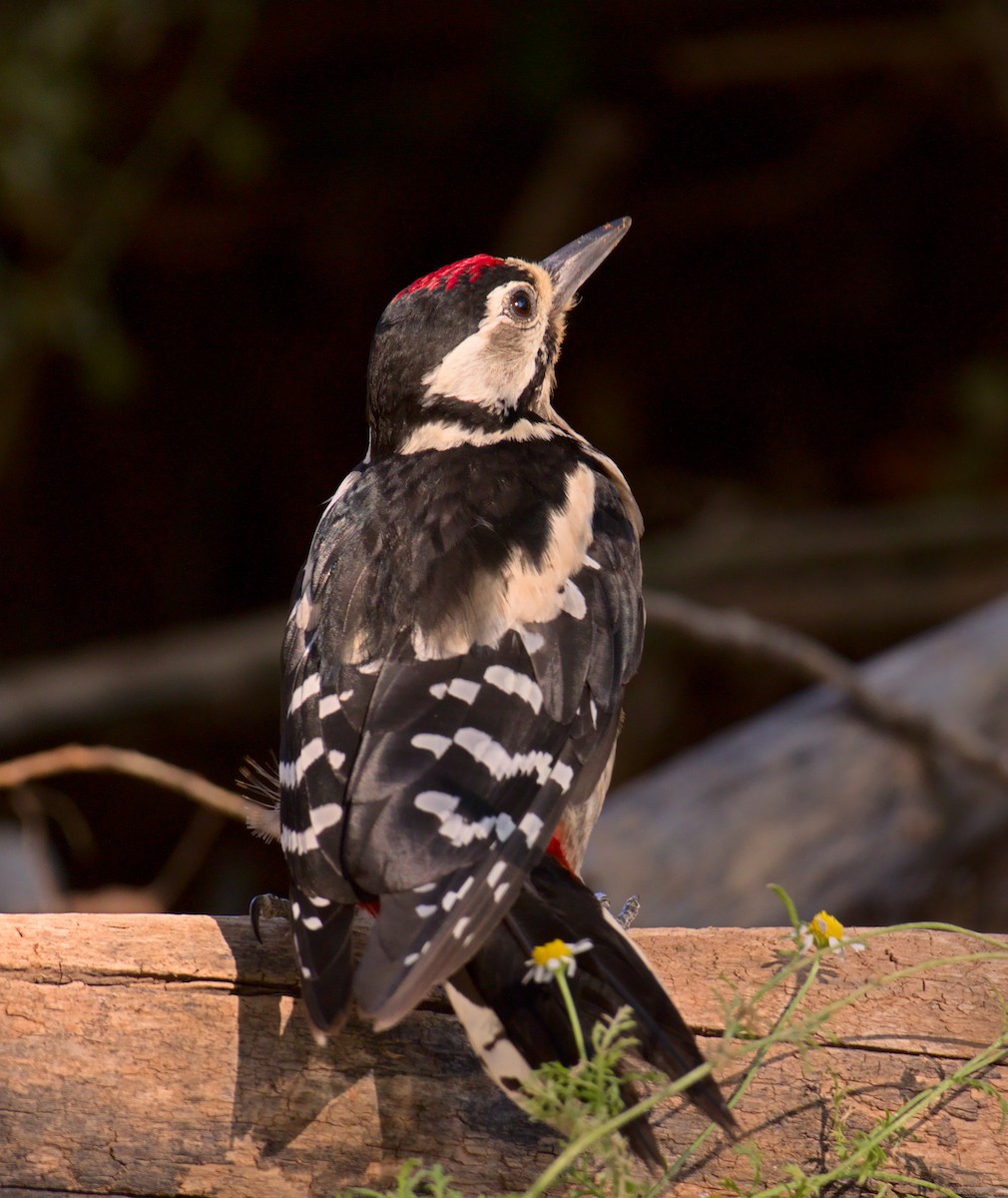 Great Spotted Woodpecker - ML609121760