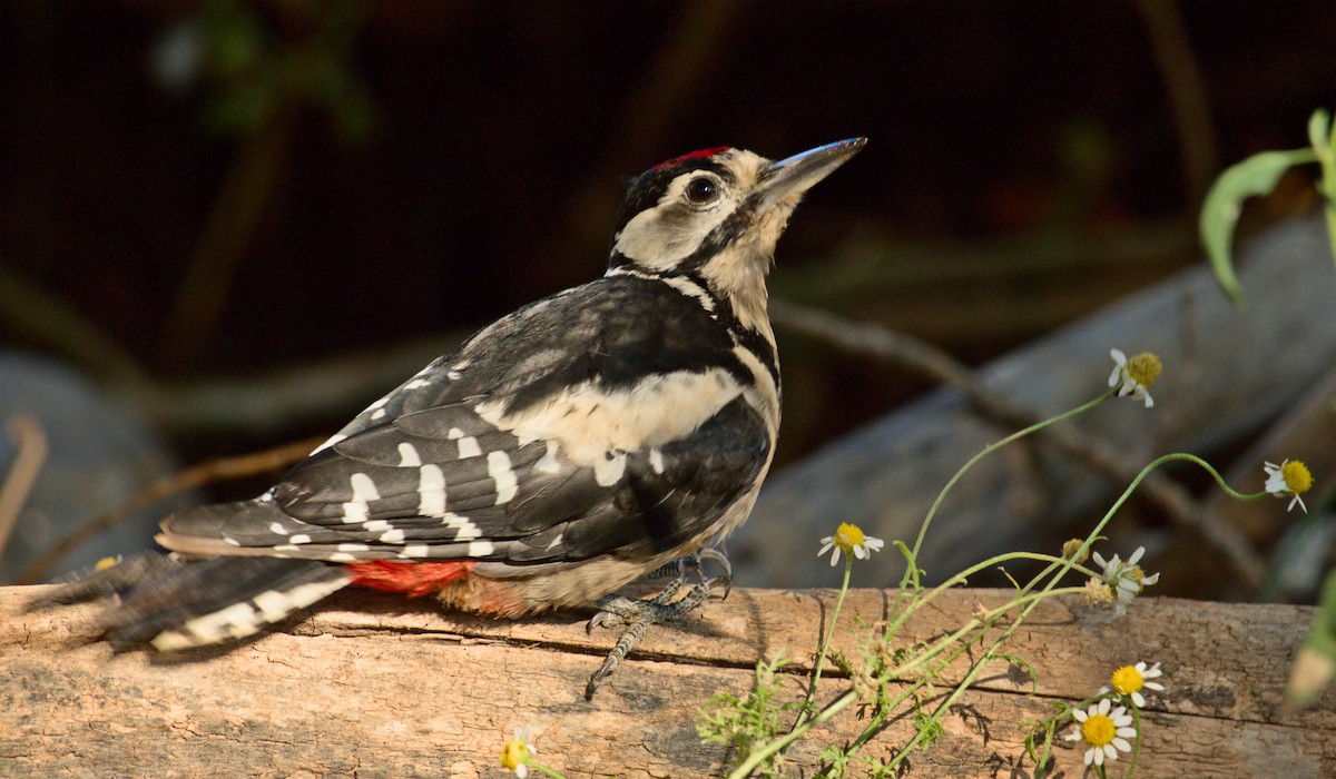 Great Spotted Woodpecker - ML609121764