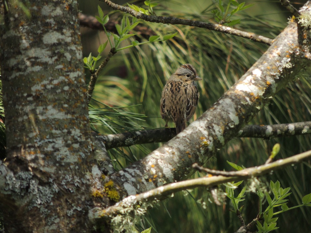 Lincoln's Sparrow - Zev Doll-Schmitz