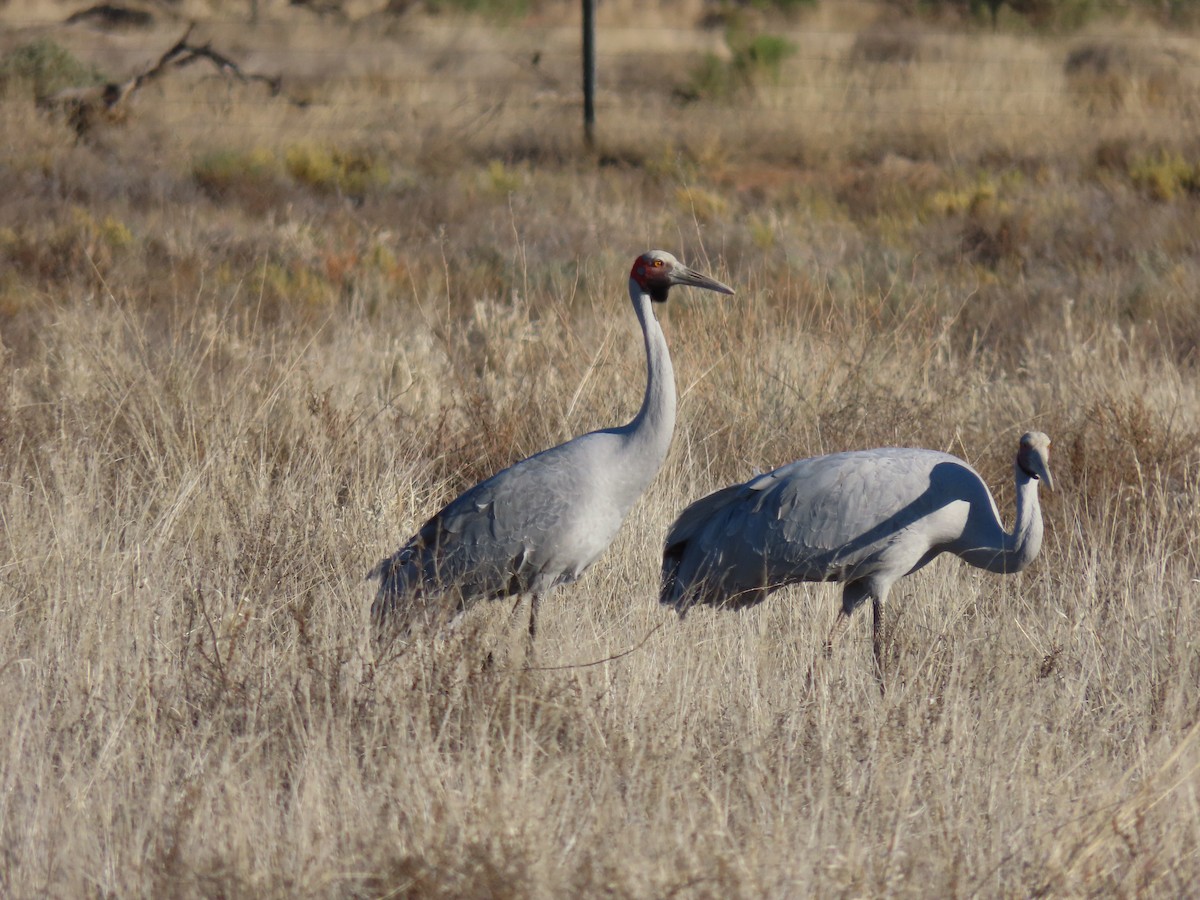 Grulla Brolga - ML609121960