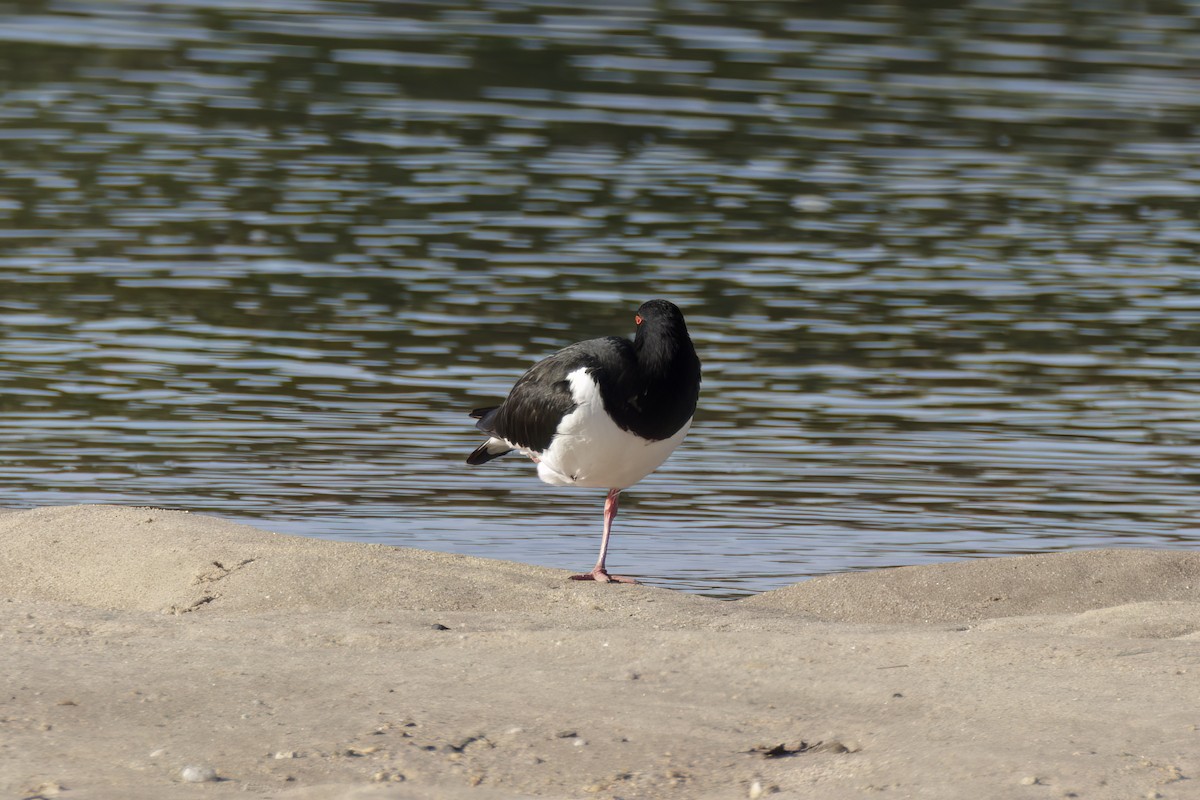 Pied Oystercatcher - Andreas Heikaus