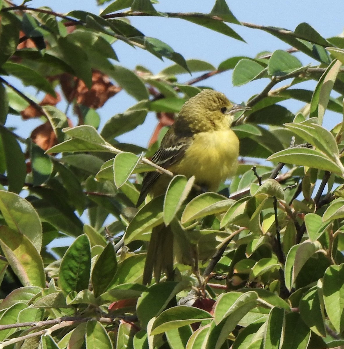 Orchard Oriole - ML609122051