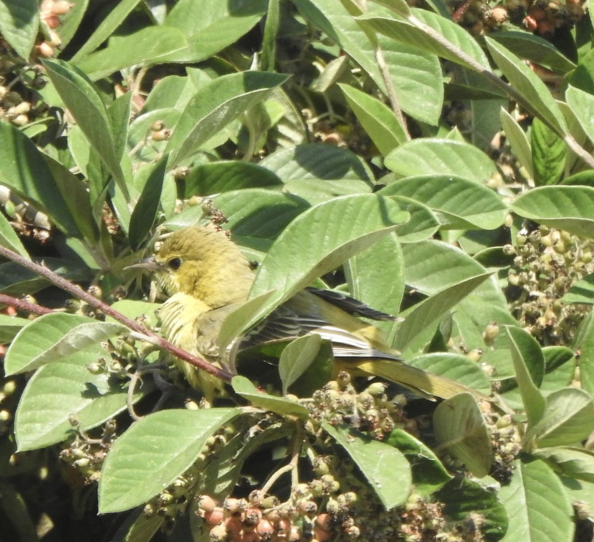 Orchard Oriole - ML609122052