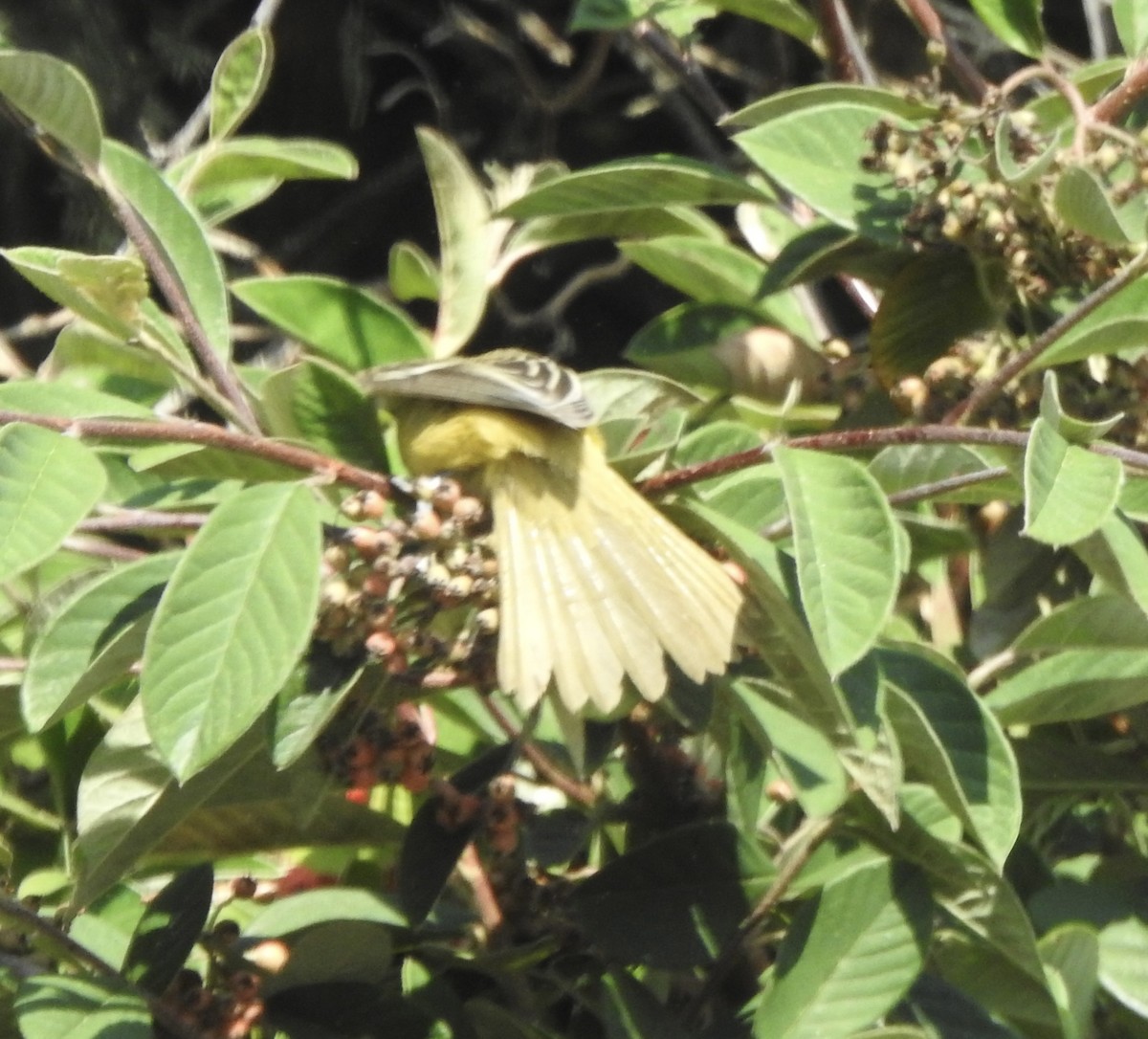 Orchard Oriole - ML609122054