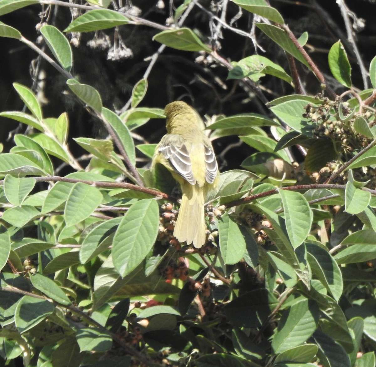 Orchard Oriole - ML609122056