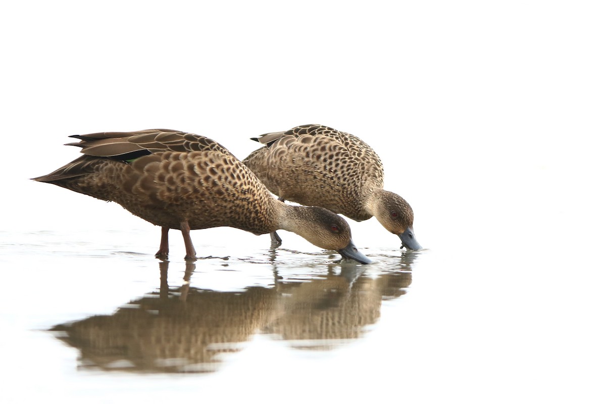 Gray Teal - ML609122129