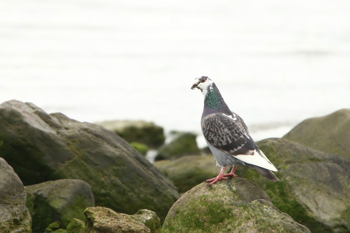 Rock Pigeon (Feral Pigeon) - ML609122130
