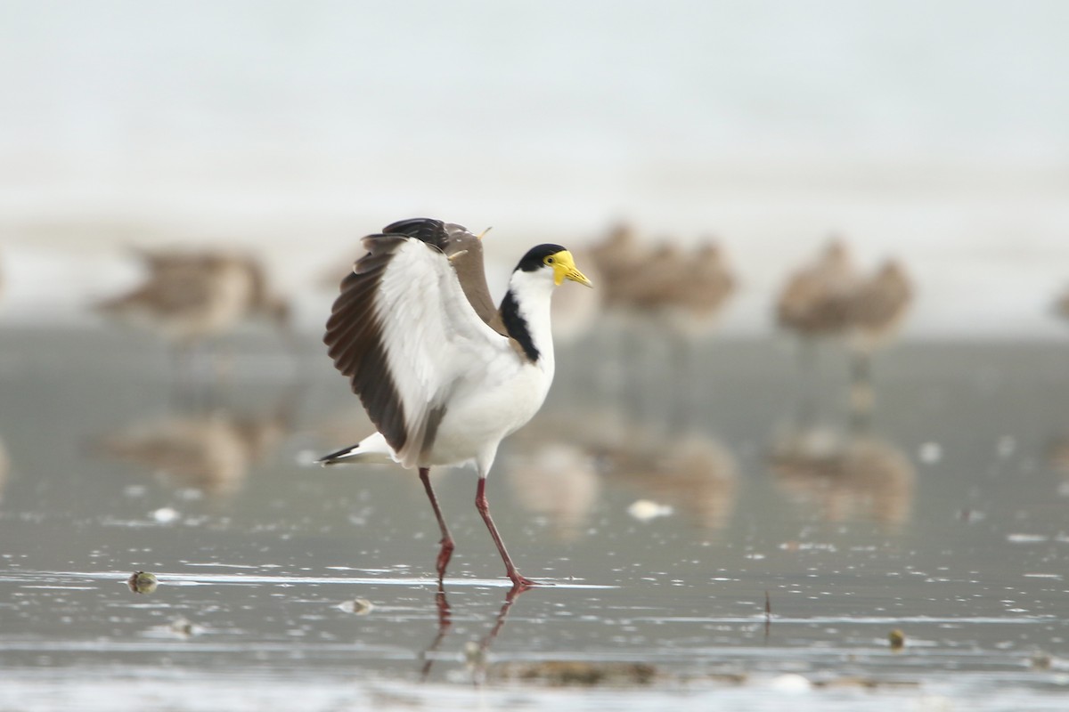 Masked Lapwing - ML609122134