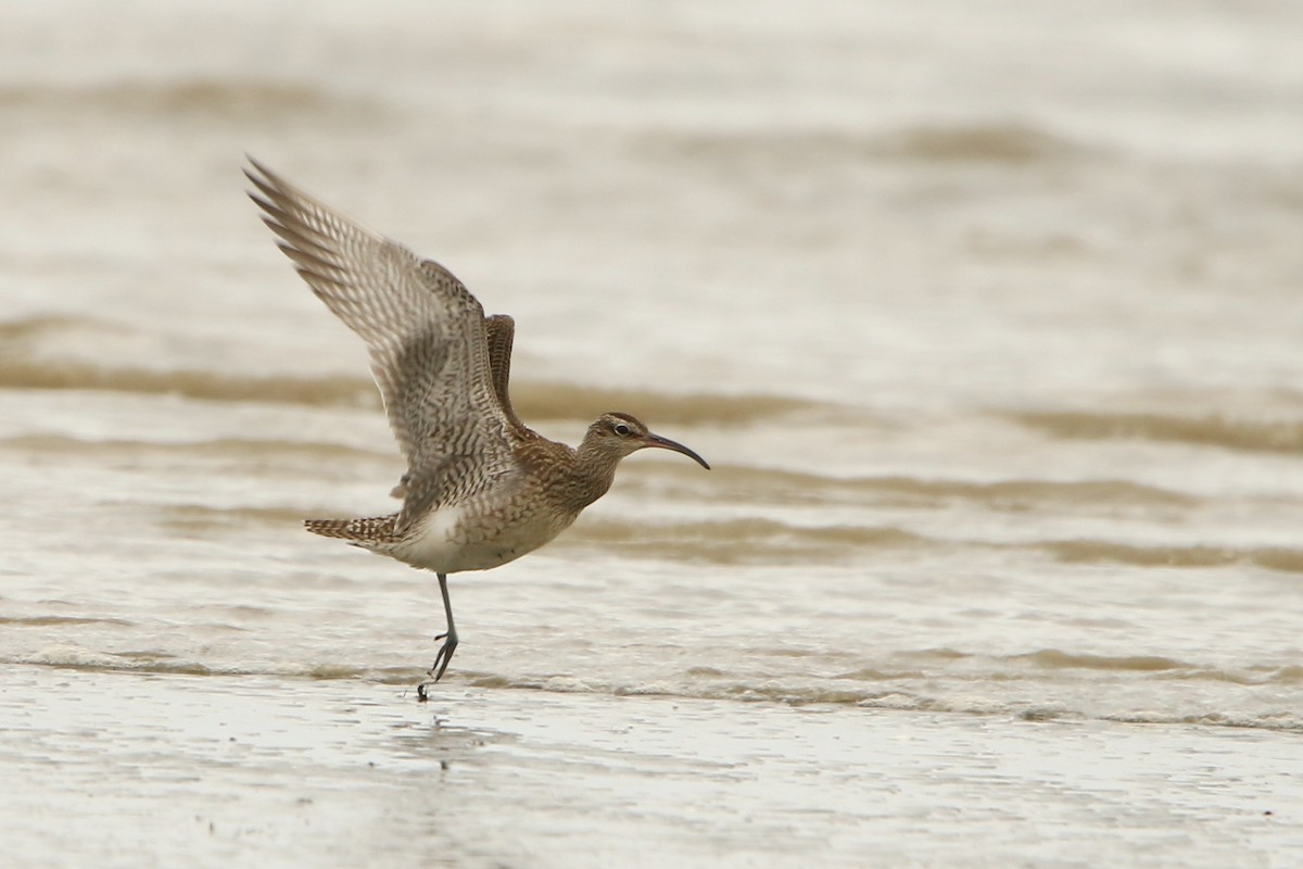 Eurasian Whimbrel - ML609122137