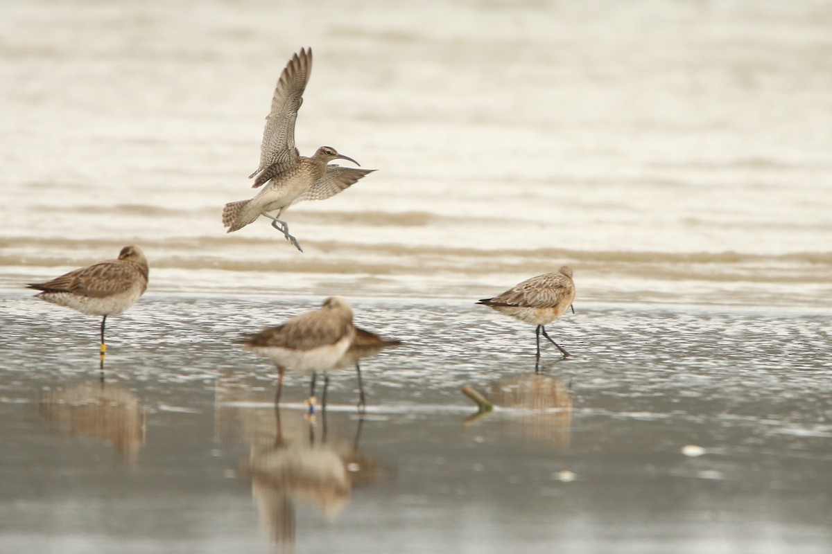 Eurasian Whimbrel - ML609122146