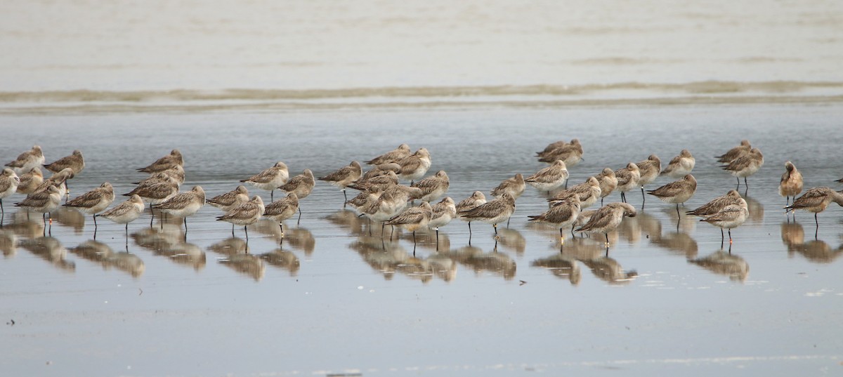 Bar-tailed Godwit - ML609122155
