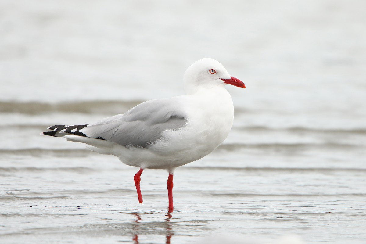 Silver Gull - ML609122159