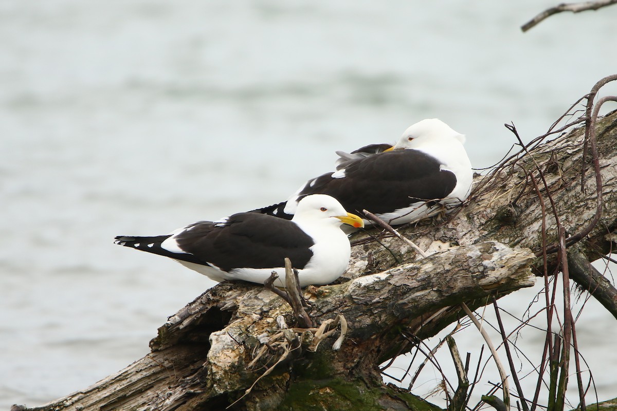 Kelp Gull - ML609122160