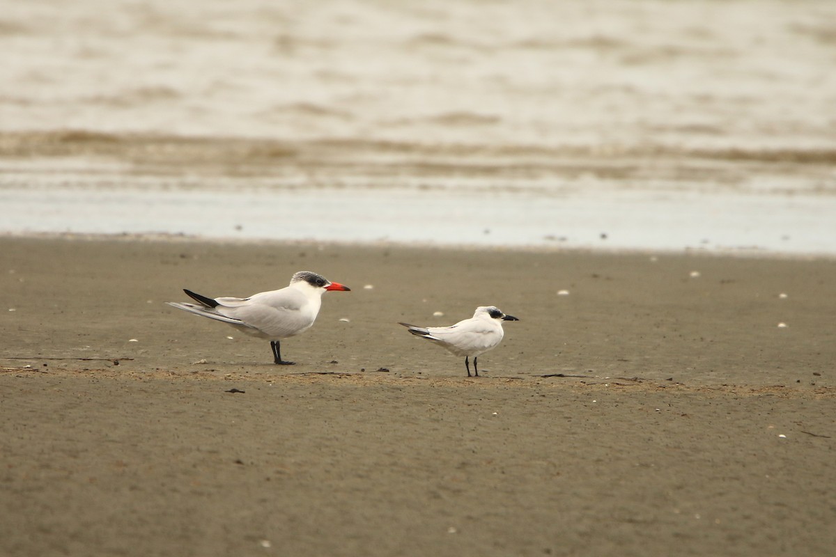 Australian Tern - ML609122163