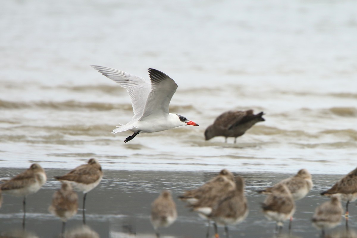 Caspian Tern - ML609122166