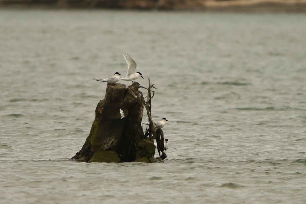 White-fronted Tern - ML609122167