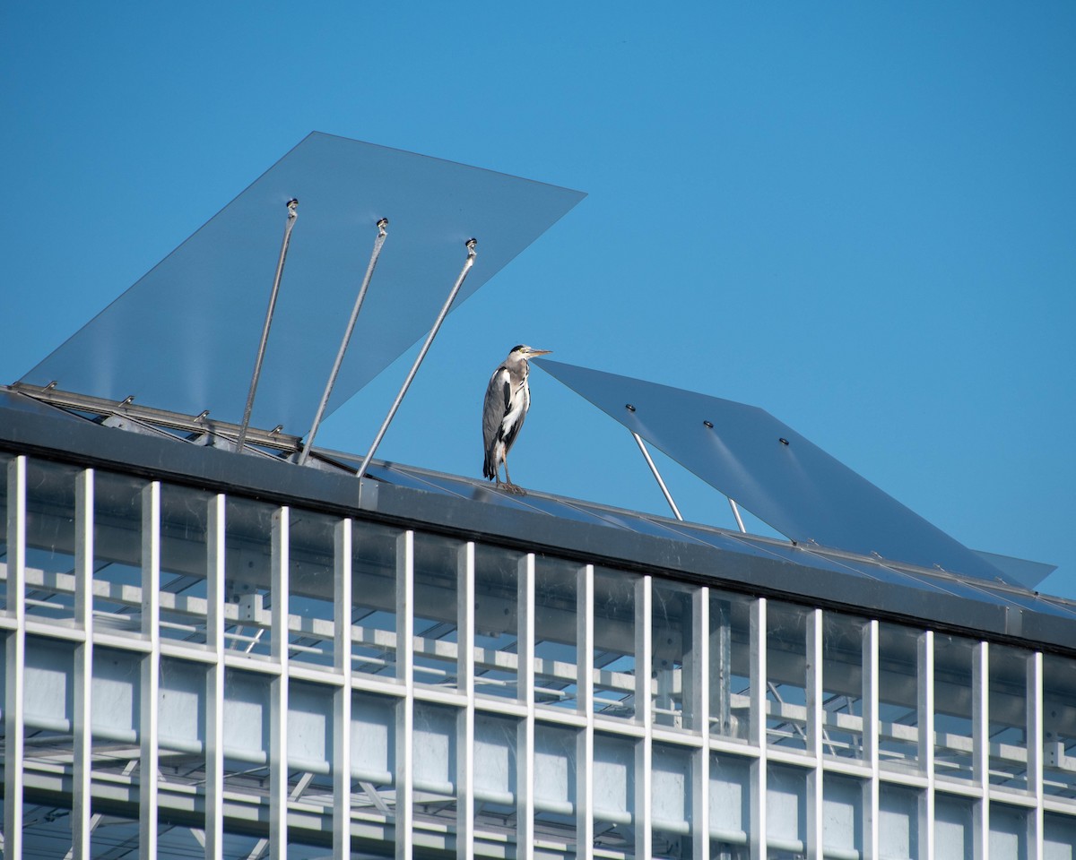 Gray Heron - ML609122169