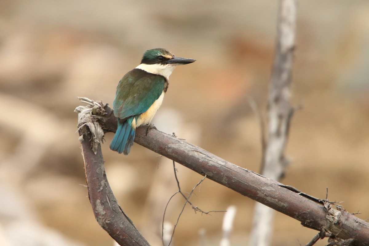 Sacred Kingfisher - ML609122171